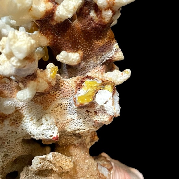 Vintage 1950s Natural Dried Coral Specimen Large Sculpture with Ceramic Base - Picture 10 of 12